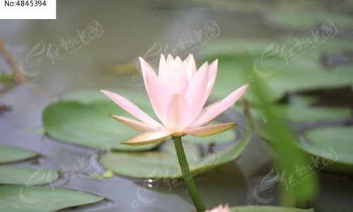 莲花清温胶囊功效作用是什么-莲花清温胶囊图片网 - 为你提供莲花清温胶襄的原材料、莲花清温用法用量