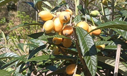 莲花清温胶囊能不能抗病毒-莲花清温胶囊图片网 - 为你提供莲花清温胶襄的原材料、莲花清温用法用量