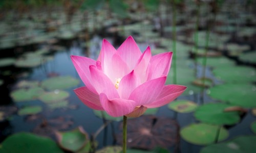 莲花清温胶囊能不能抗病毒-莲花清温胶囊图片网 - 为你提供莲花清温胶襄的原材料、莲花清温用法用量